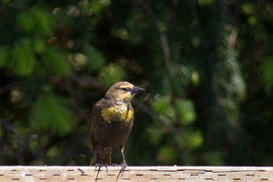 Yellow-headed Blackbird